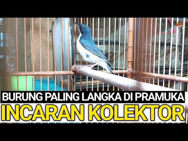 CUMA SI MAS YANG PUNYA BURUNG PALING LANGKA INCARAN KICAU MANIA DAN KOLEKTOR ! class=