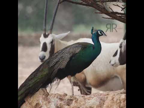 عز ت علي نفسي ونفسي عزيزه ماهيب ترضى موقف الذ ل والهون