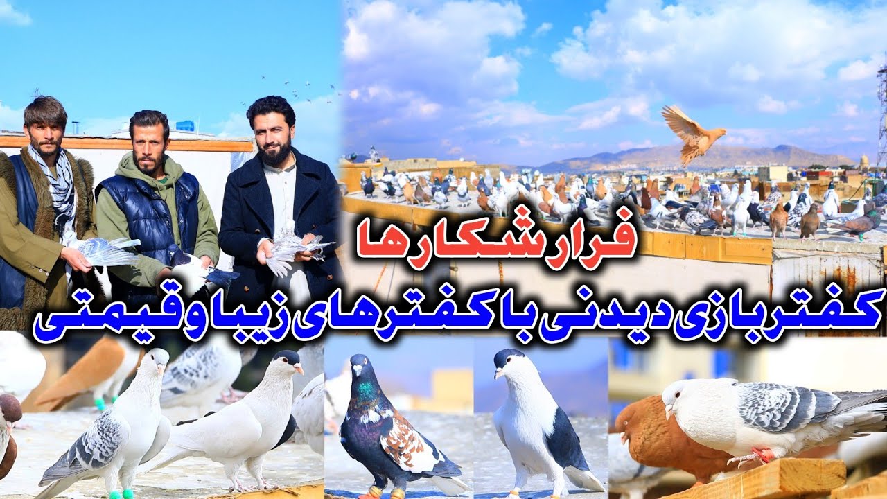 فرار شکار ها | کفترهای زیبا و قیمتی همراه با لحظات هیجانی شوق | خیل بازی در هوای دل انگیز کابل جان