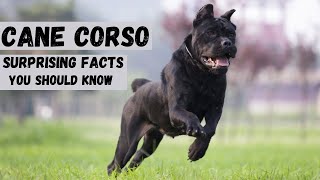 Cane Corso: Surprising Facts  You Didn't Know