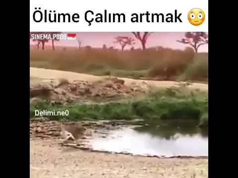 Ölüme çalım atmak