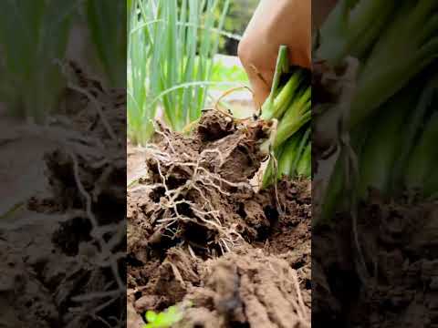 Free Green Onions