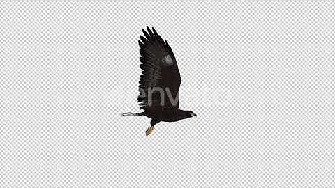 Black Hawk - Flying Loop - Side View | Motion Graphics - Envato elements