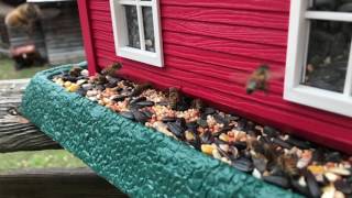 Bee's think they are birds....stupid idiots