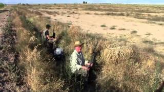 Dove Promotional Video Woodland's Hunt Club, Imperial Valley, CA Dove Hunting Season Opener Imperial Valley Ca 9 1 22 Using Shotkam Gen 3