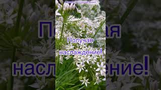 Пожелания доброго утра #доброеутро #пожеланиядоброгоутра