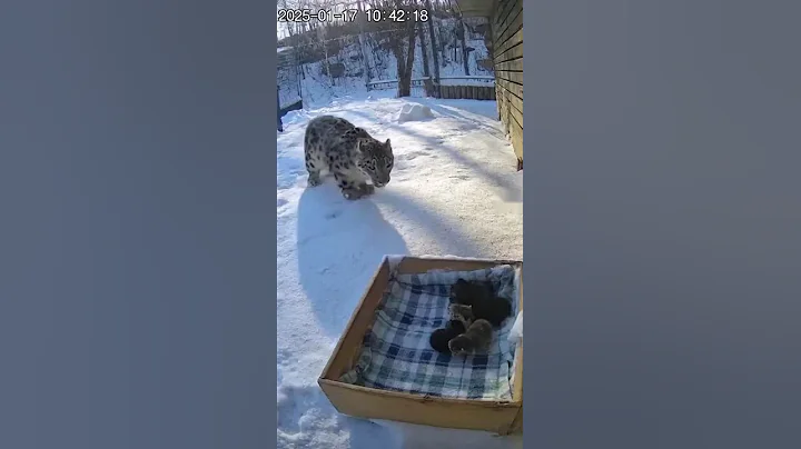 Video 11557231: leopard kitten, leopard cat, snow leopard, kitten show
