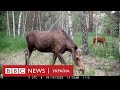 Чи є тварини-мутанти в Чорнобильській зоні