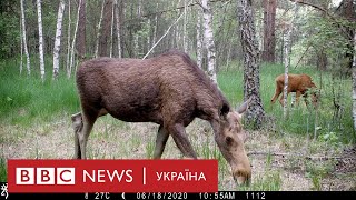 Чи є тварини-мутанти в Чорнобильській зоні