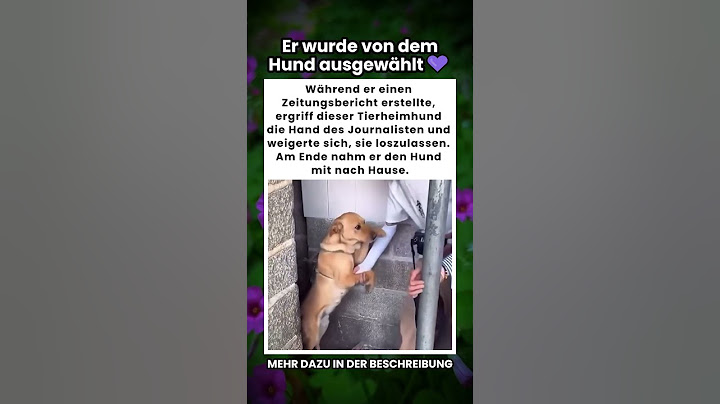 Journalist bekommt von einem Hund die Hand gehalten und adoptiert ihn danach 🥺💜