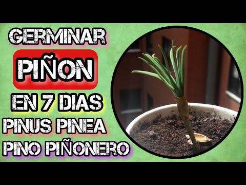 Video: Cosecha de piñones: consejos sobre cómo cultivar piñones y cosecharlos