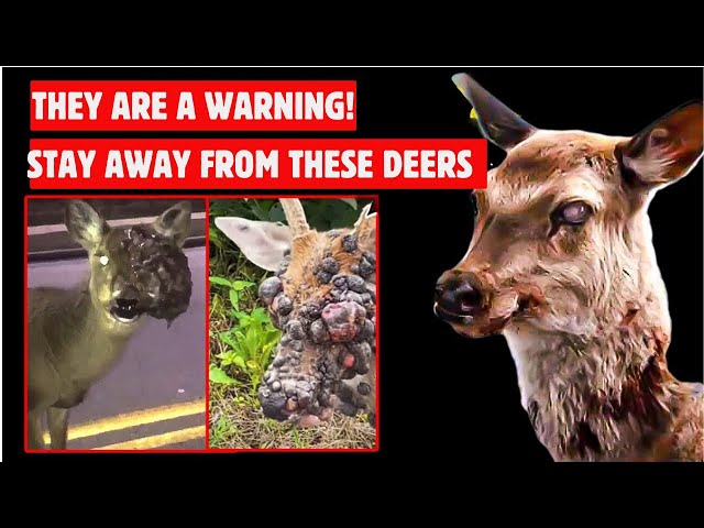 Stay Away From these Deer - Deer Virus class=