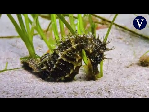 Vídeo: La Instalación De Arte En Paxos, Grecia, Le Da A Las Ruinas Una Explosión De Color