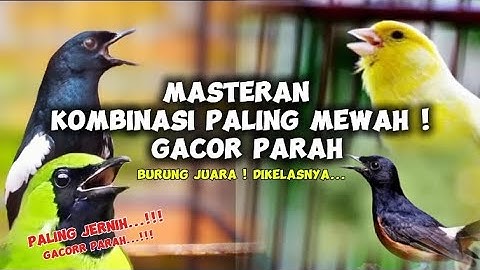 MASTERAN KOMBINASI GACOR 4in1 ! Murai Batu Cucak Ijo Kenari Kacer