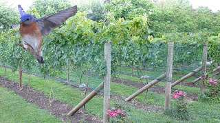 Don't Let Birds Eat Your Grapes.  Installing Bird Netting for a Home Vineyard.