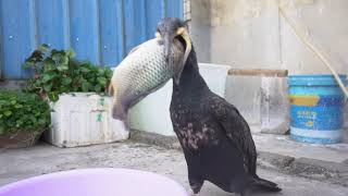 How Many Seconds Does It Take For A Cormorant To Eat A Fish?