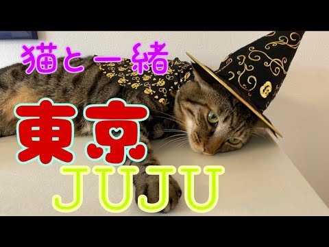 JUJU『東京』ピアノ　〜猫と一緒〜