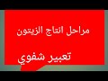 انتاج شفوي عن مراحل جني الزيتون 