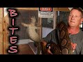 Bites from the largest reptile species  how bad is it really