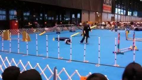 A Dog Show Agility Demonstration