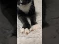 Purrfect paws cat animals shortshorts
