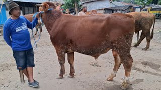 BAHAN ISI KANDANG 18 Juta'an ‼️Harga Sapi Jemoko || Pasar Sapi Tertek Pare Kediri ||