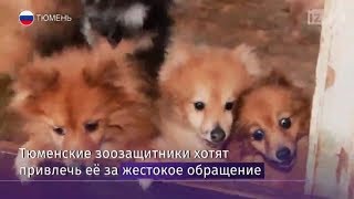 В Тюмени соседи через суд лишили женщину сотни шпицев В Тюмени соседи через суд лишили женщину сотни шпицев
