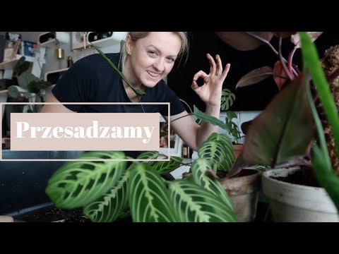 Wideo: W jaki sposób rośliny są korzystne dla ludzi?