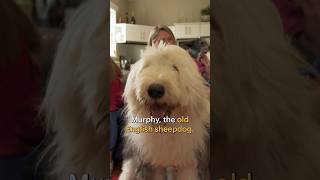 The Pet Rescuers  Murphy  Old English Sheepdog #davinci #dogs #shorts