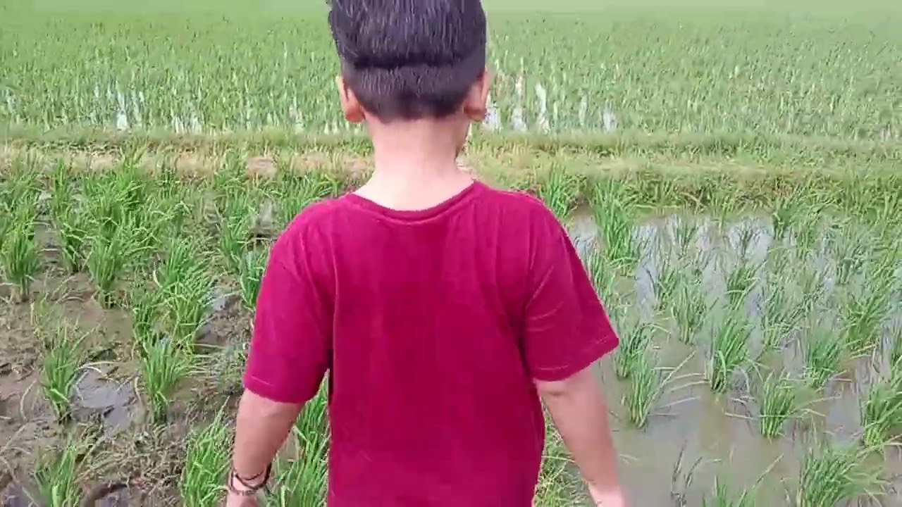 Ngontrol sawah dulu yaa.. 