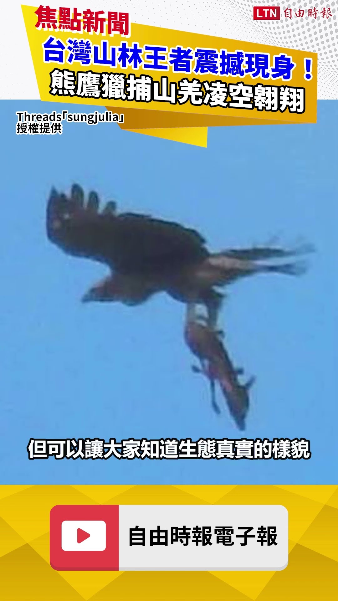 台灣山林王者震撼現身！熊鷹獵捕山羌凌空翱翔 夢幻一幕曝光