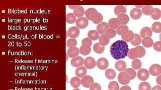 2402L Exercise 29 Blood