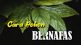 Bagaimana Cara Pohon Bernafas 
