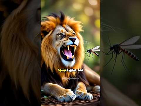 البعوضة التي هزمت ملك الغابة ج1 قصة قصيرة عن الغرور والذكاء جزء اول قصص اكسبلور قصص واقعية