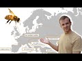 Voici labeille apis mellifera et ses 30 races 