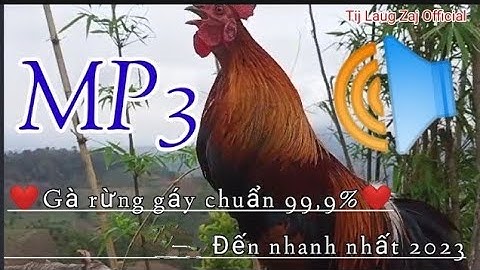 Tiếng gà rừng trống gáy chuẩn nhất 2023 // Suab lau qaib qus qua dib tuaj zoo