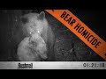 Bears Fight to the Death! - When Black Bears Attack (Wildlife)