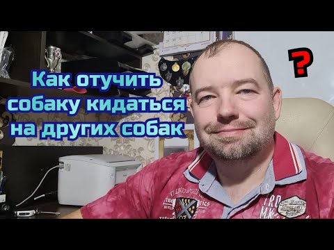 Как отучить собаку кидаться на других собак