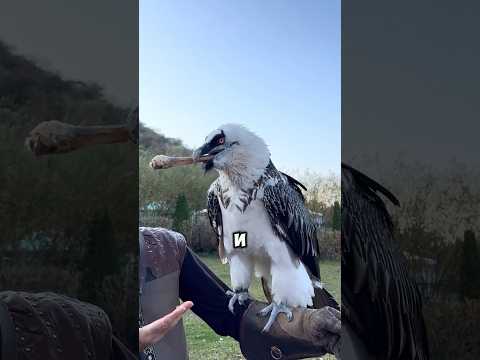 Птица, которая ест… кости! 🦅💀