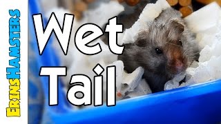 Wet Tail In Hamsters (Proliferative ileitis)