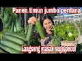 PANEN TIMUN JUMBO PERDANA || LANGSUNG MASAK SEGO PECEL PINCUK