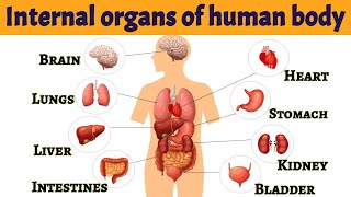 Internal organs of human body | Internal organs | Body parts | Parts of our body | #internalorgans