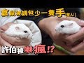 【驚喜】倉鼠被調包少一隻手!許伯嚇瘋?【許伯簡芝】整人PRANK