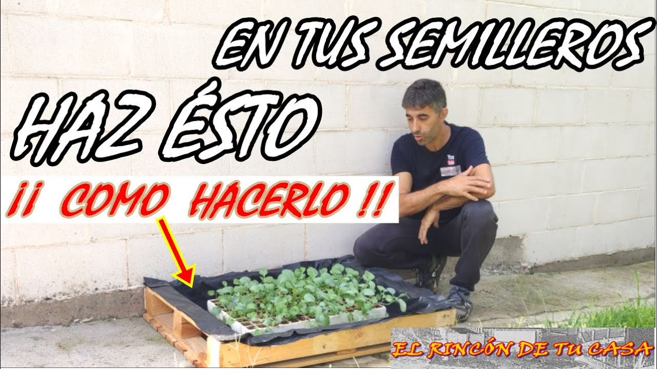como REGAR SEMILLEROS, así HAY QUE HACERLO.
