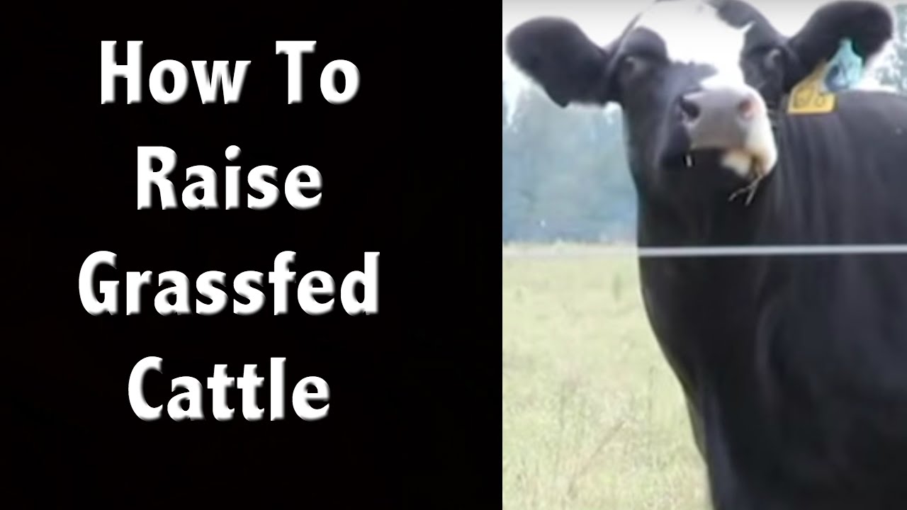 How to Humanely Raise Grass Fed Cattle Off Grid Living YouTube