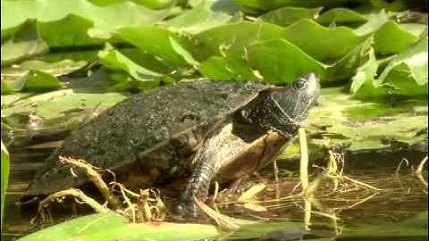 How to Clean Turtle Shell