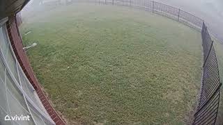 Shocking Surveillance Footage Captures Tree Falling Onto Home During Storm