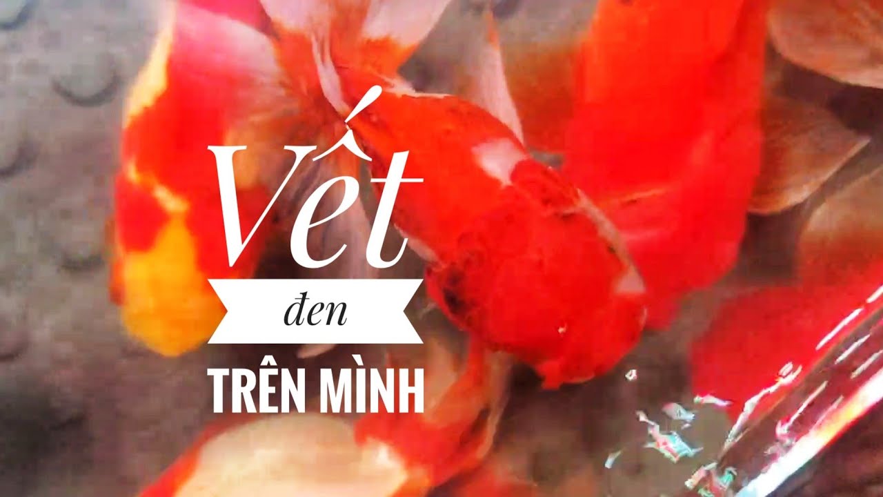 Fish 220: Vì sao trên người cá Ranchu xuất hiện đốm đen?
