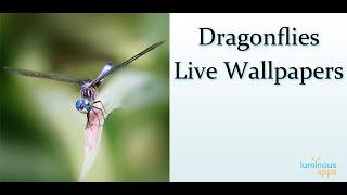 Dragonflies Live Wallpaper Android App screenshot 2