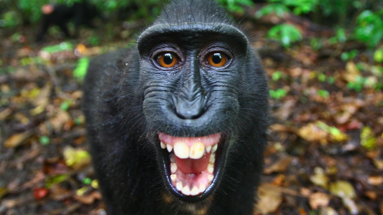 Poze Cu Maimuta Parodie 1 Iunie Youtube